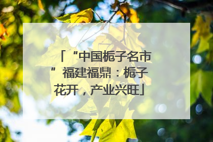 “中国栀子名市”福建福鼎：栀子花开，产业兴旺