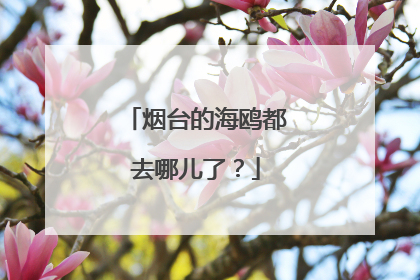 烟台的海鸥都去哪儿了？