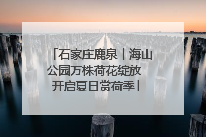 石家庄鹿泉丨海山公园万株荷花绽放 开启夏日赏荷季