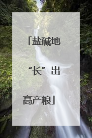 盐碱地“长”出高产粮