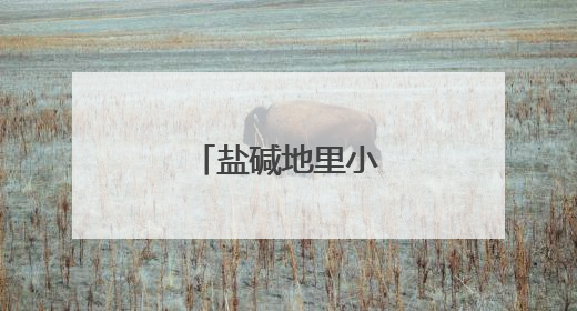 盐碱地里小麦收割忙