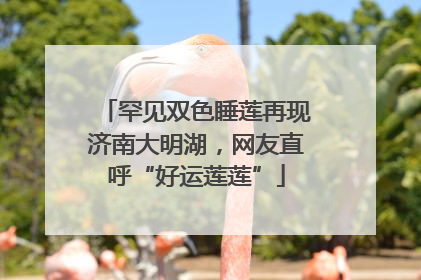 罕见双色睡莲再现济南大明湖，网友直呼“好运莲莲”