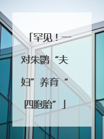罕见！一对朱鹮“夫妇”养育“四胞胎”