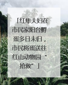 红隼夫妇在市民家阳台孵蛋多日未归，市民将蛋送往红山动物园“抢救”