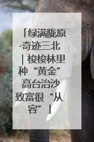 绿满陇原·奇迹三北｜梭梭林里种“黄金” 高台治沙致富很“从容”