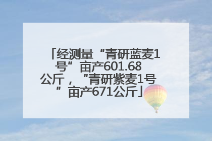 经测量“青研蓝麦1号”亩产601.68公斤，“青研紫麦1号”亩产671公斤