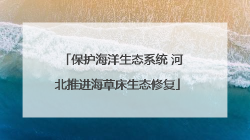 保护海洋生态系统 河北推进海草床生态修复