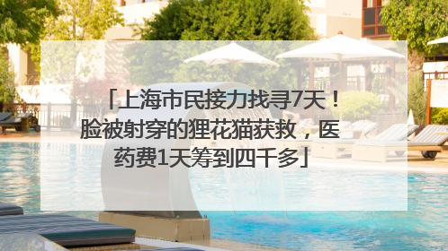 上海市民接力找寻7天！脸被射穿的狸花猫获救，医药费1天筹到四千多