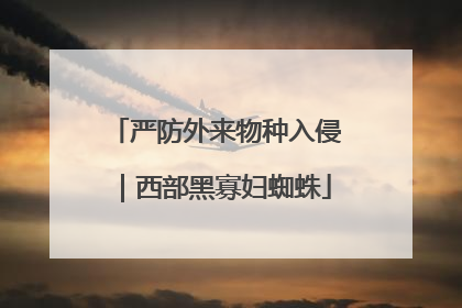 严防外来物种入侵｜西部黑寡妇蜘蛛