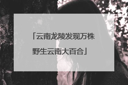 云南龙陵发现万株野生云南大百合