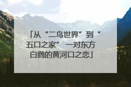 从“二鸟世界”到“五口之家” 一对东方白鹳的黄河口之恋