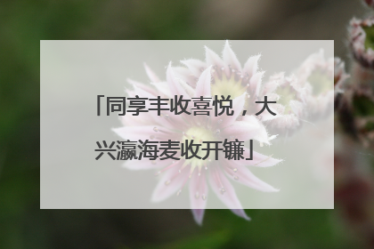 同享丰收喜悦，大兴瀛海麦收开镰