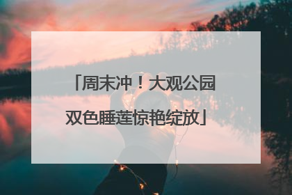 周末冲！大观公园双色睡莲惊艳绽放