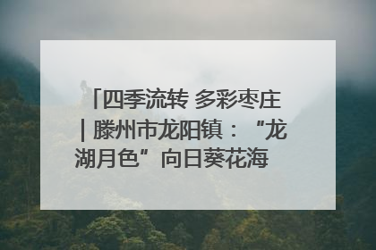 四季流转 多彩枣庄｜滕州市龙阳镇：“龙湖月色”向日葵花海 绘就乡村振兴新画卷