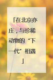 在北京亦庄，与珍稀动物的“下一代”相遇
