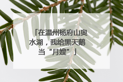 在温州杨府山奥水湖，我给黑天鹅当“月嫂”