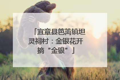 宜章县笆篱镇坦灵祠村：金银花开摘“金银”