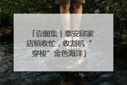 壹图集丨泰安邱家店镇收忙，收割机“穿梭”金色海洋