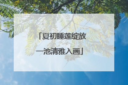 夏初睡莲绽放 一池清雅入画