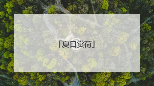 夏日赏荷