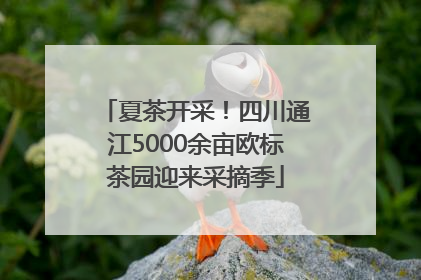 夏茶开采！四川通江5000余亩欧标茶园迎来采摘季