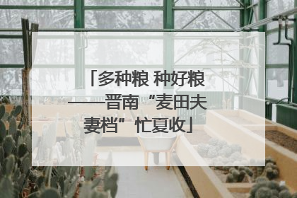 多种粮 种好粮——晋南“麦田夫妻档”忙夏收