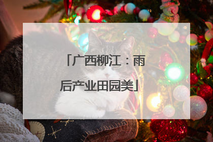 广西柳江：雨后产业田园美