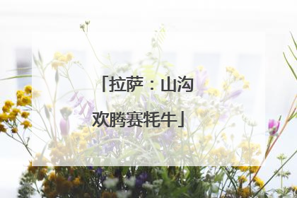 拉萨:山沟欢腾赛牦牛