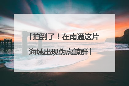 拍到了！在南通这片海域出现伪虎鲸群