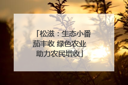 松滋：生态小番茄丰收 绿色农业助力农民增收