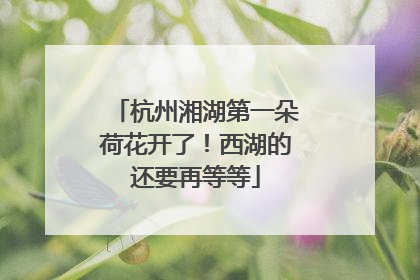 杭州湘湖第一朵荷花开了！西湖的还要再等等