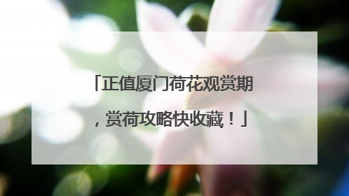 正值厦门荷花观赏期，赏荷攻略快收藏！