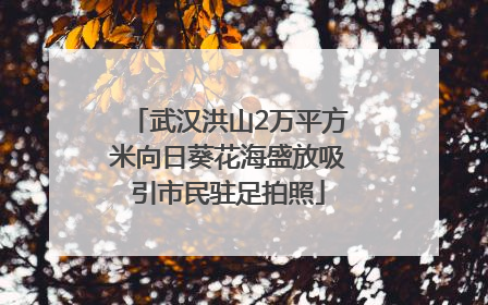 武汉洪山2万平方米向日葵花海盛放吸引市民驻足拍照
