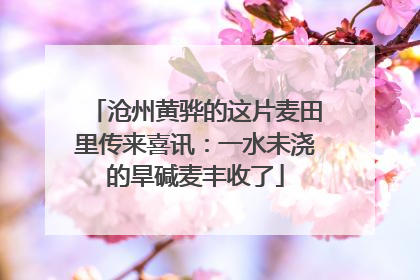 沧州黄骅的这片麦田里传来喜讯：一水未浇的旱碱麦丰收了