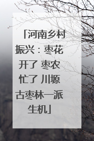 河南乡村振兴：枣花开了 枣农忙了 川塬古枣林一派生机
