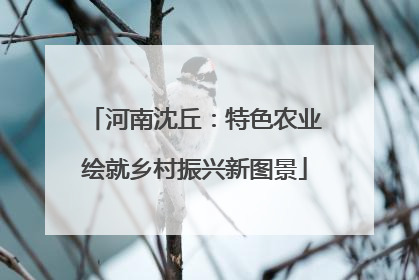 河南沈丘：特色农业绘就乡村振兴新图景