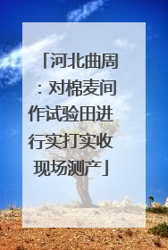 河北曲周：对棉麦间作试验田进行实打实收现场测产