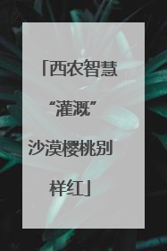 西农智慧“灌溉” 沙漠樱桃别样红