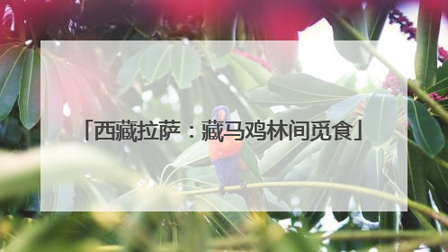 西藏拉萨：藏马鸡林间觅食