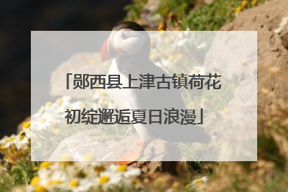 郧西县上津古镇荷花初绽邂逅夏日浪漫