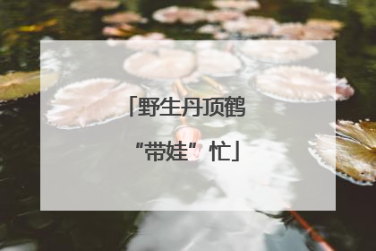 野生丹顶鹤“带娃”忙