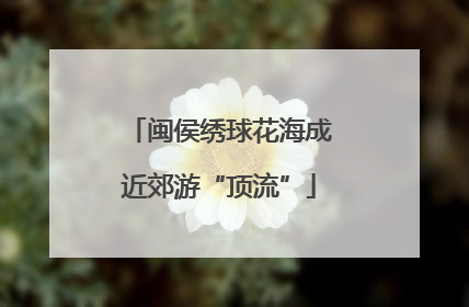 闽侯绣球花海成近郊游“顶流”