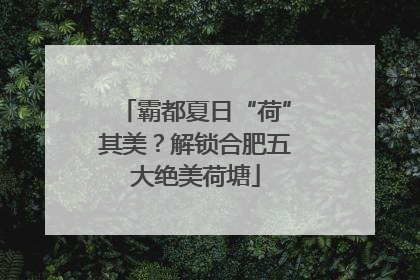霸都夏日“荷”其美？解锁合肥五大绝美荷塘