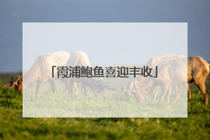 霞浦鲍鱼喜迎丰收