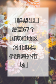 鲜梨出口覆盖67个国家和地区 河北鲜梨俏销海外市场