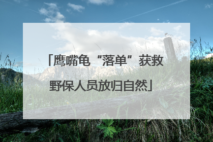 鹰嘴龟“落单”获救 野保人员放归自然