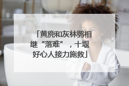 黄麂和灰林鸮相继“落难”，十堰好心人接力施救